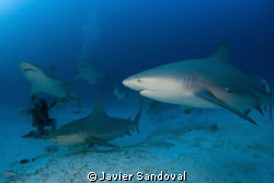 Playa del Carmen bull shark dive awesom!!!! by Javier Sandoval 